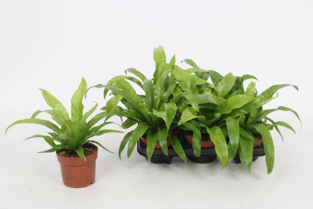 Asplenium Antiquum 12Ø 25cm