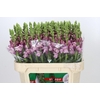 Antirrhinum Potomac Lavender