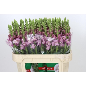 Antirrhinum Potomac Lavender