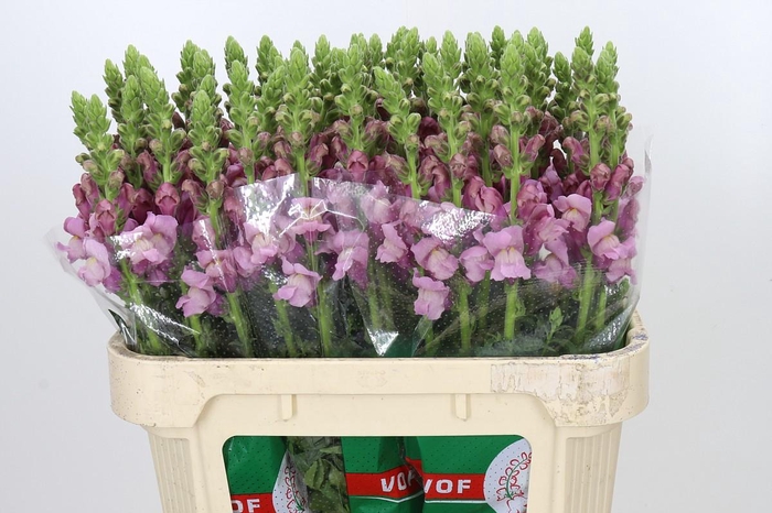 Antirrhinum Potomac Lavender