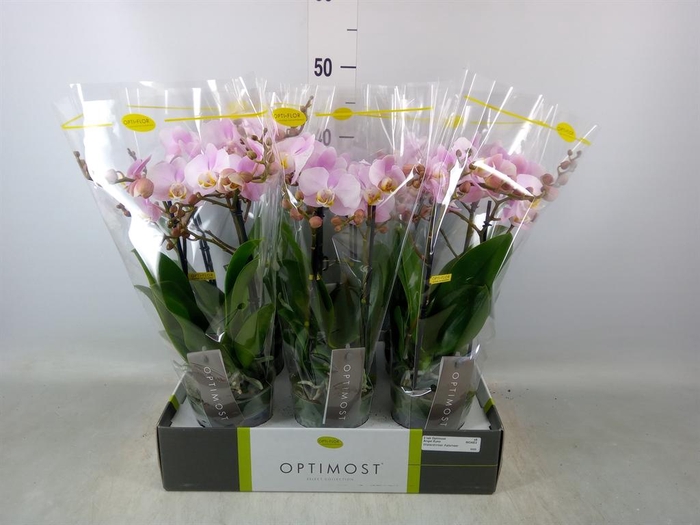 <h4>Phalaenopsis multi. 'FC Angel Eyes'</h4>