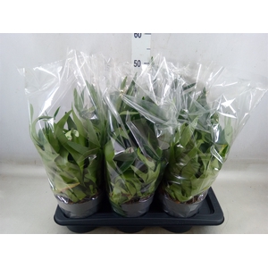 Platycerium bifurc.