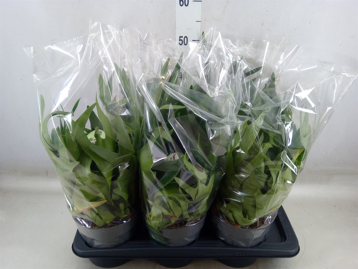 <h4>Platycerium bifurc.</h4>