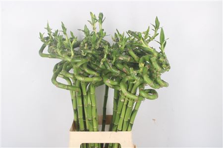 <h4>Drac S Lucky Bamboo</h4>