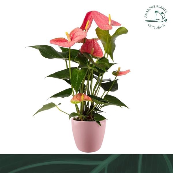 <h4>Anthurium Andreanum Grp Colorado</h4>