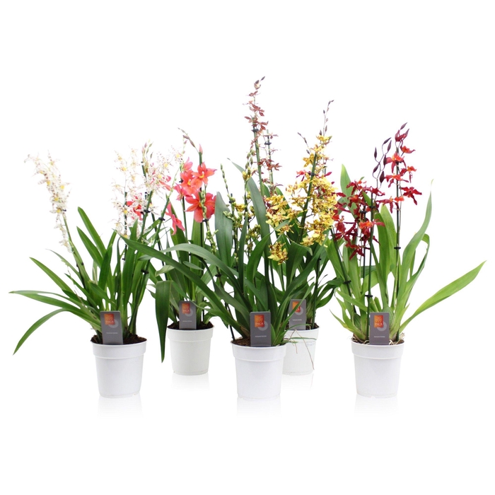 <h4>Inca Cambria Mix 4+ spike</h4>