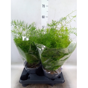 Asparagus dens. 'Sprengeri'