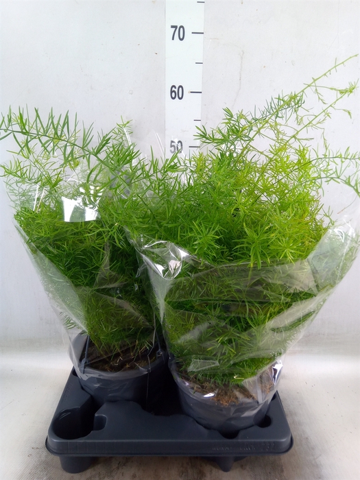 <h4>Asparagus dens. 'Sprengeri'</h4>
