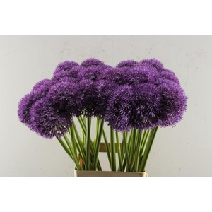 Allium Pinball Wizard (x30)