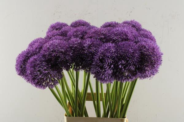 <h4>Allium Pinball Wizard (x30)</h4>