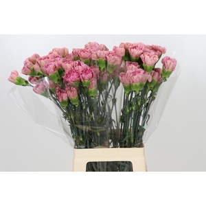 Dianthus St Lege Pink