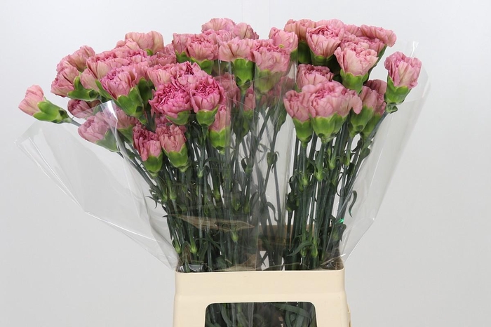 <h4>Dianthus St Lege Pink</h4>