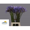 Agapanthus Dr.brouwer