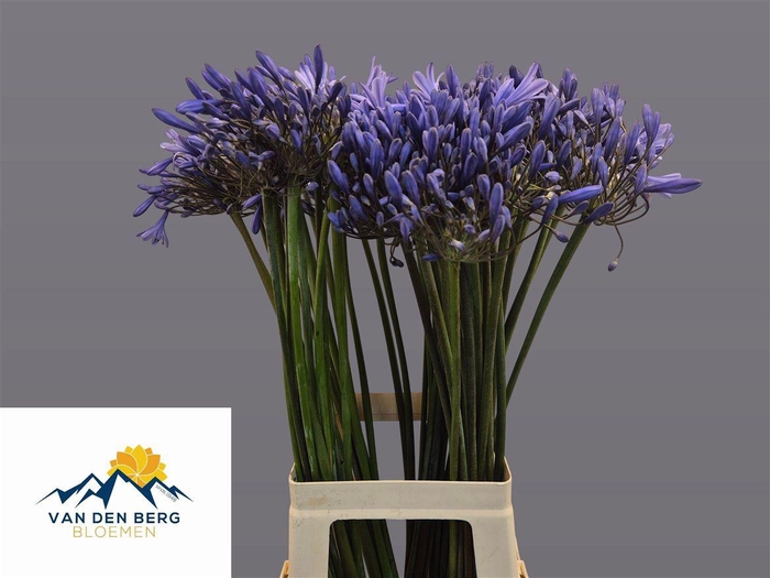Agapanthus Dr.brouwer
