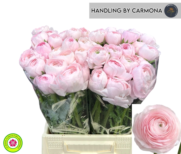 <h4>RAN SU LADY</h4>