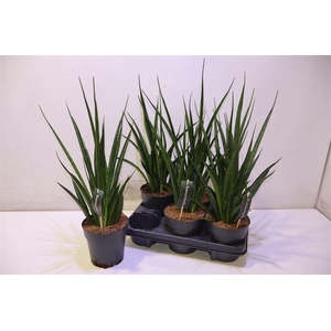 arr8 Sansev Kirki Friends