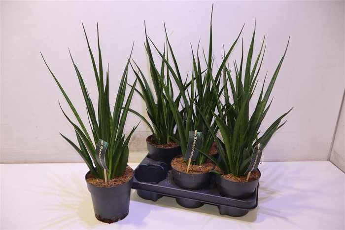 <h4>arr8 Sansev Kirki Friends</h4>