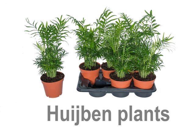 <h4>Chamaedorea elegans</h4>