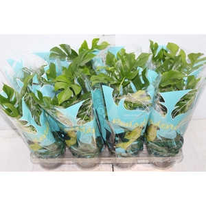 PHILODENDRON MINIMA P15