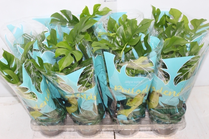 <h4>PHILODENDRON MINIMA P15</h4>