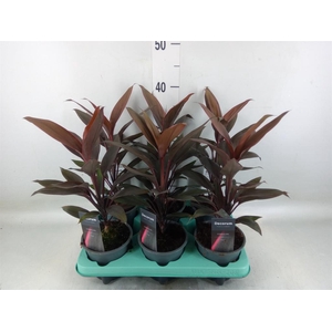 Cordyline fruti. 'Tango'