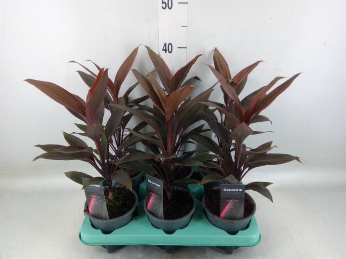 <h4>Cordyline fruti. 'Tango'</h4>