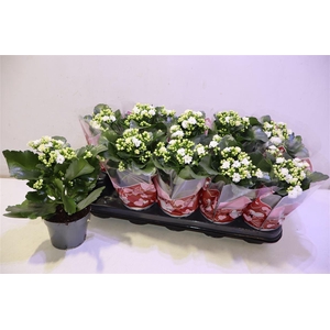 arr8 Kalan B Ge Perf Whit