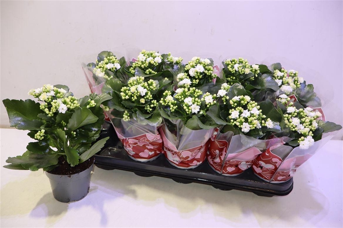 <h4>arr8 Kalan B Ge Perf Whit</h4>