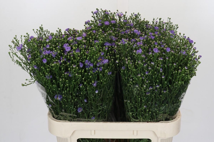 <h4>Aster Cassandra</h4>