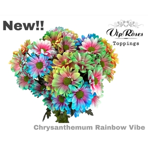 Chr T Vibe Rainbow
