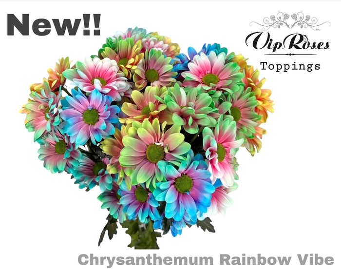 <h4>CHR T VIBE RAINBOW x40</h4>