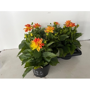 DAHL HYP CANDY CORN