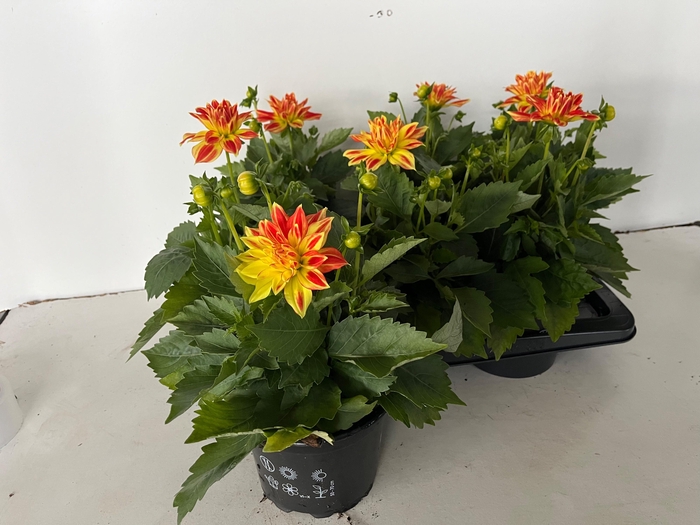 <h4>DAHL HYP CANDY CORN</h4>