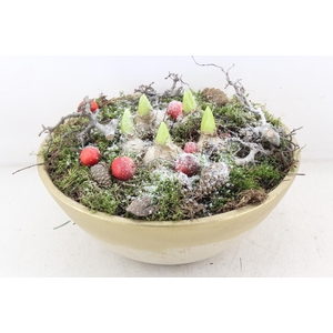 arr4 Hyacint PL - Gold ebbi schaal