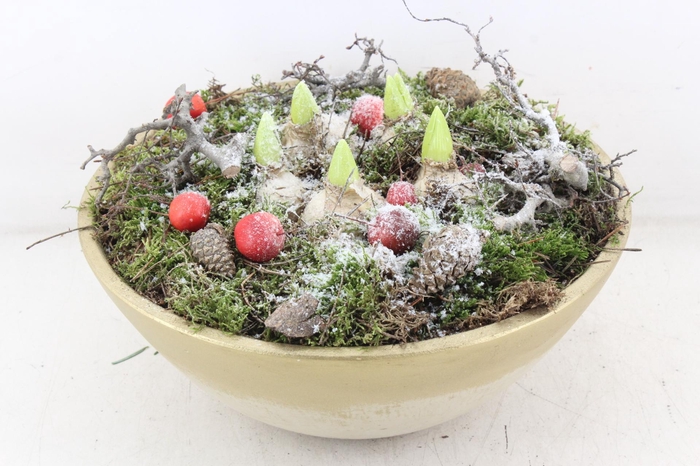 <h4>arr4 Hyacint PL - Gold ebbi schaal</h4>