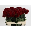 Dahlia Red Fox