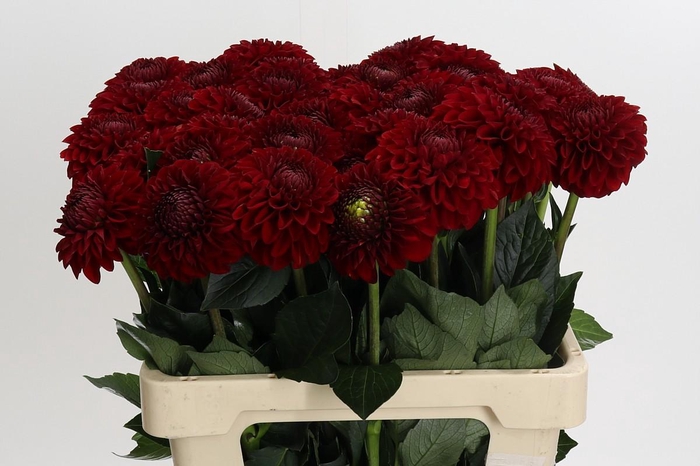 <h4>Dahlia Red Fox</h4>