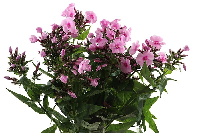 <h4>Phlox Sweet Lexy Extra</h4>