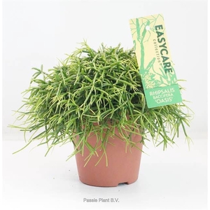 RHIPSALIS BA OASIS