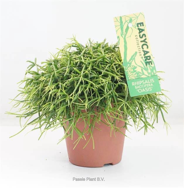 <h4>RHIPSALIS BA OASIS</h4>