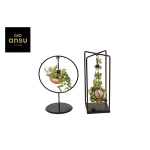 Dischidia Shelly Cube/Ring mix (Medium)