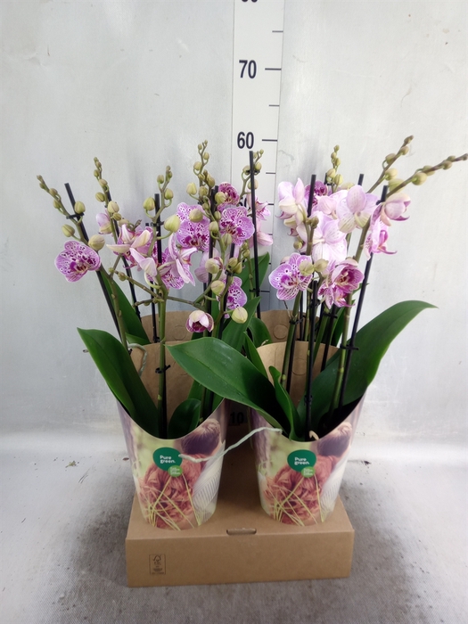 <h4>Phalaenopsis   ...rose</h4>