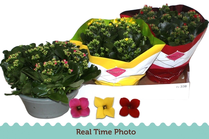 <h4>KAL EN GEM 3 KL</h4>