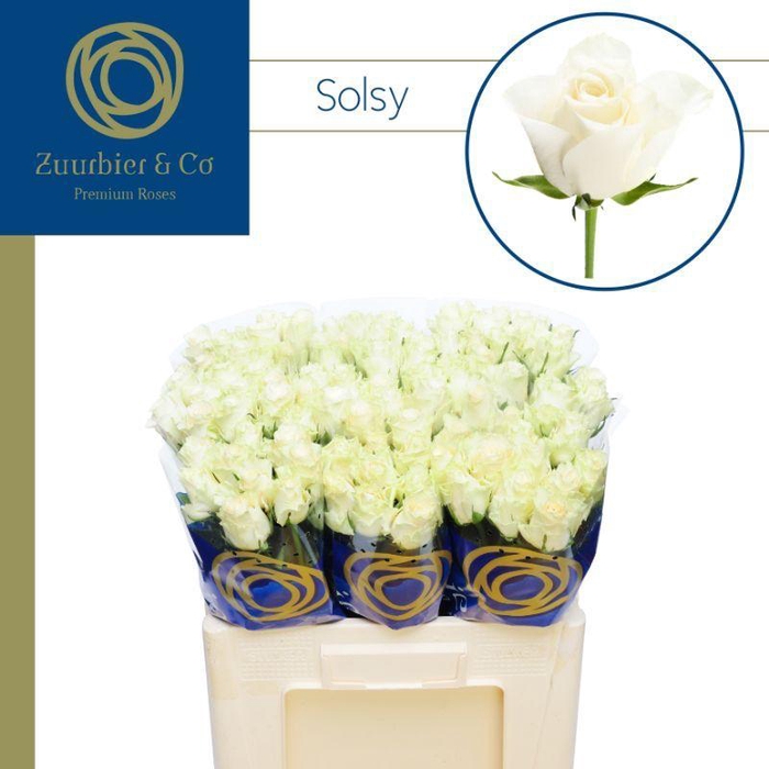 <h4>R GR SOLSY 40</h4>