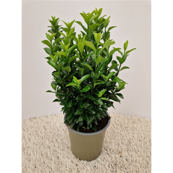 <h4>Euonymus Green Spire</h4>