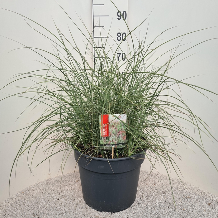 <h4>Miscanthus Sin. Silver Cloud P40</h4>