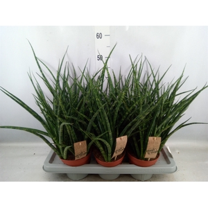 Sansevieria  'Fernwood'