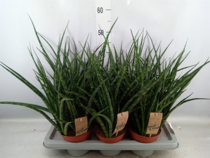 <h4>Sansevieria  'Fernwood'</h4>