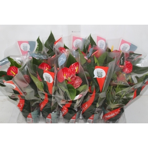 ANTHURIUM RED SUCCESS P12