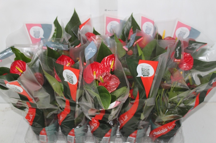 <h4>ANTHURIUM RED SUCCESS P12</h4>